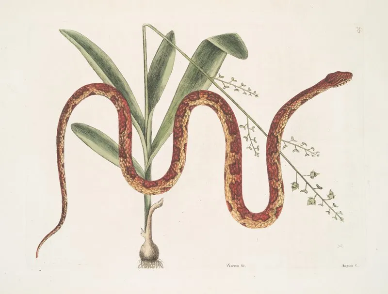 Viscum Anguis C The Corn Snake Wall Art by Mark Catesby - High-Resolution Digital Print