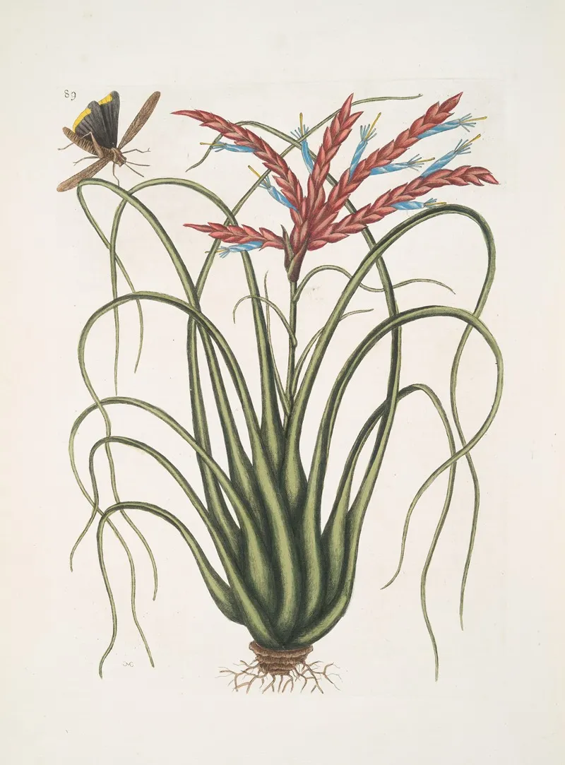 Viscum Caryophylloides Locusta Caroliniana Wall Art by Mark Catesby - High-Resolution Digital Print