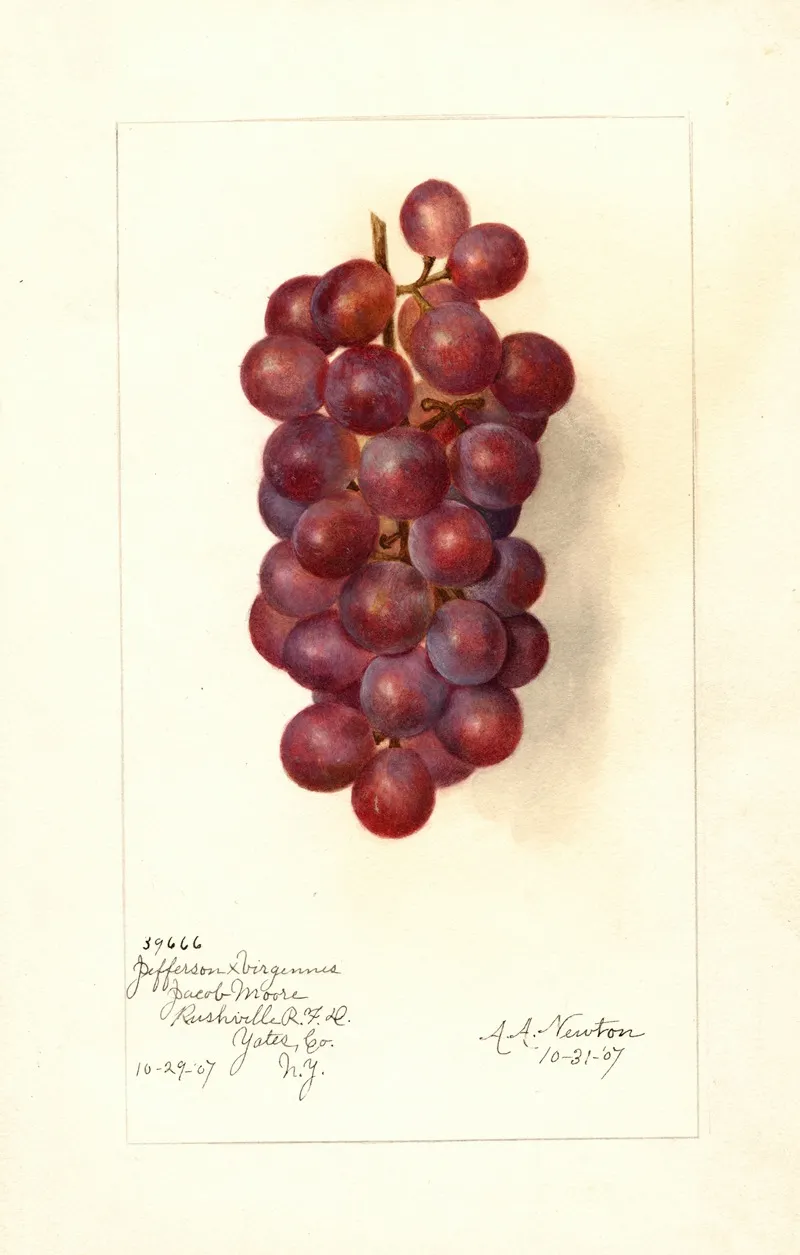 Vitis 2 Wall Art by Amanda Almira Newton - High-Resolution Digital Print