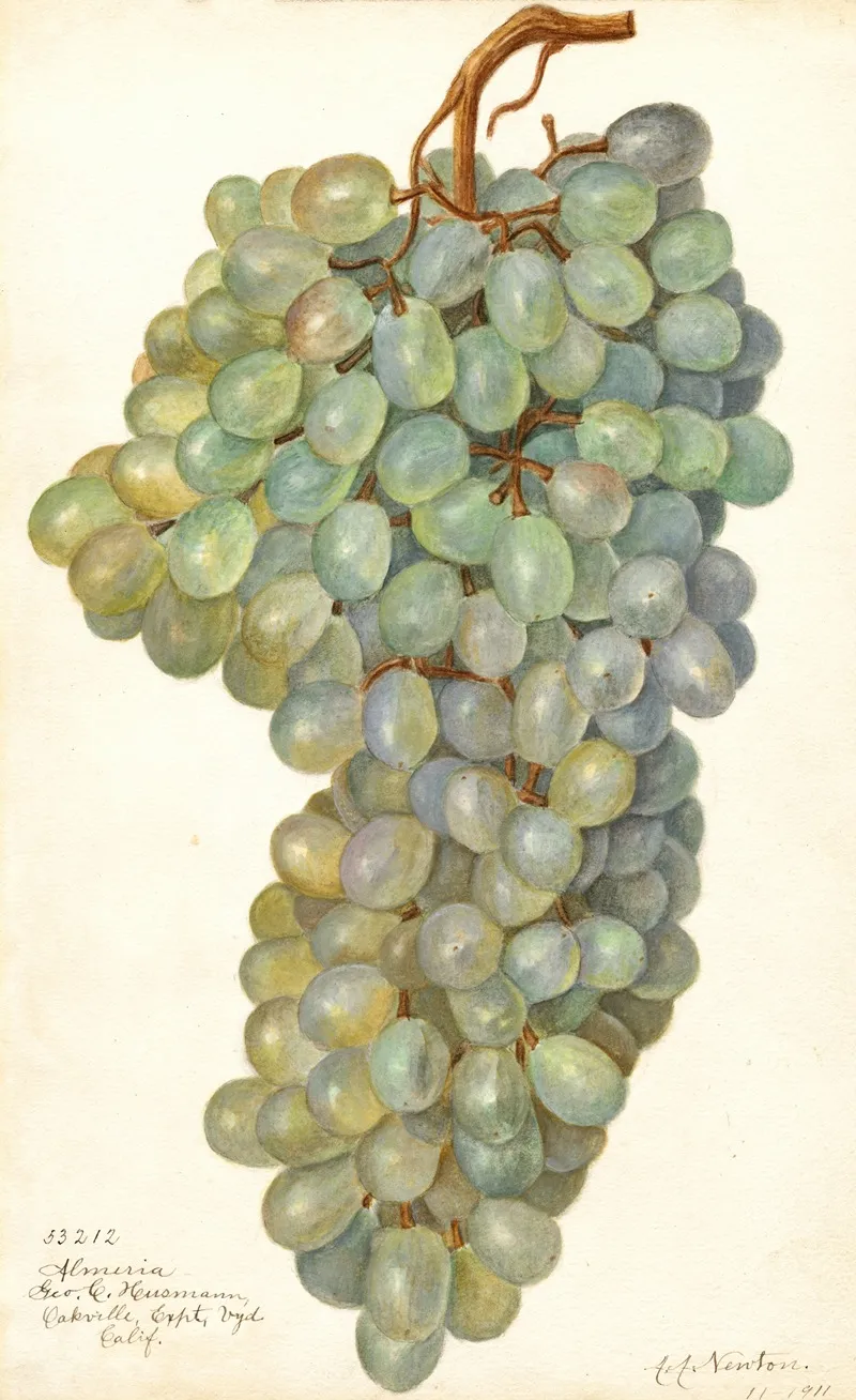 Vitis Almeria Wall Art by Amanda Almira Newton - High-Resolution Digital Print