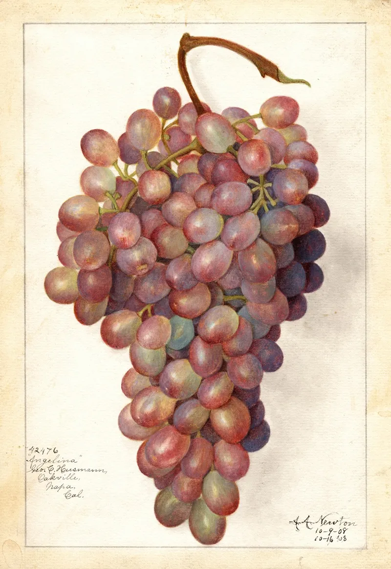 Vitis Angelina Wall Art by Amanda Almira Newton - High-Resolution Digital Print