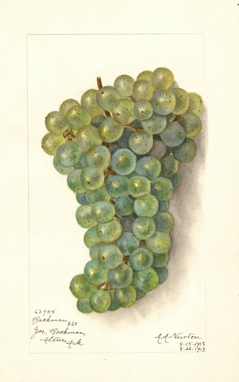 Vitis Backman Wall Art by Amanda Almira Newton - High-Resolution Digital Print