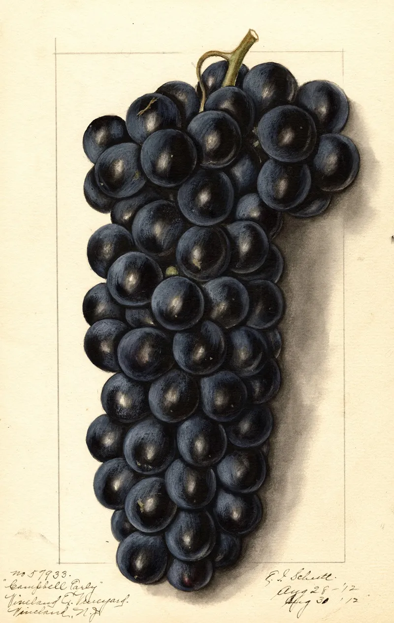 Vitis Campbells Early Wall Art by Ellen Isham Schutt - High-Resolution Digital Print