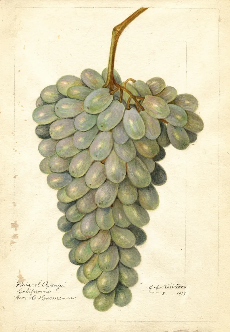Vitis Deis El Aunze Wall Art by Amanda Almira Newton - High-Resolution Digital Print