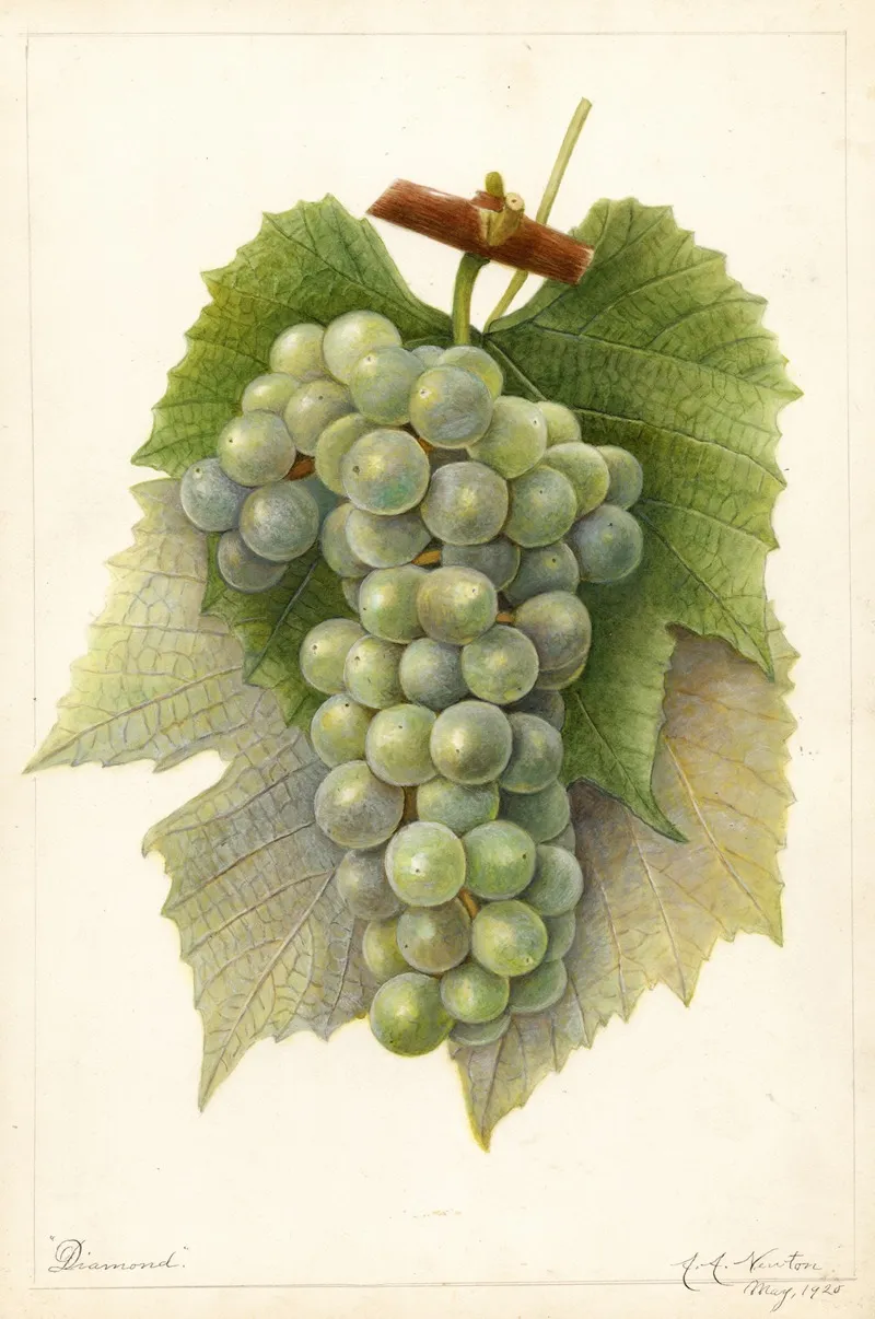 Vitis Diamond Wall Art by Amanda Almira Newton - High-Resolution Digital Print