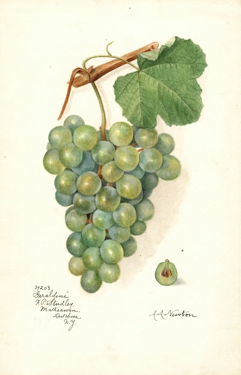 Vitis Geraldine Wall Art by Amanda Almira Newton - High-Resolution Digital Print