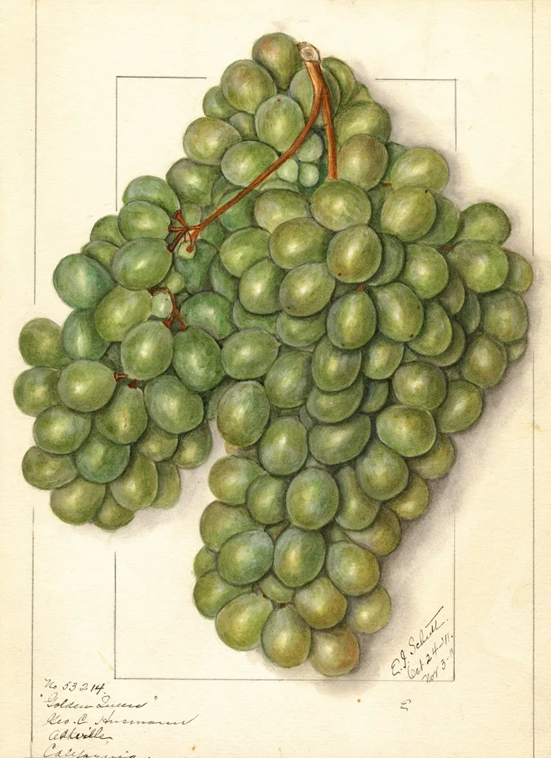 Vitis Golden Queen Wall Art by Ellen Isham Schutt - High-Resolution Digital Print