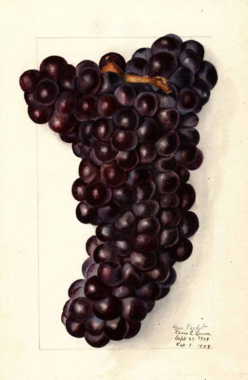 Vitis Gros Wall Art by Elsie E. Lower - High-Resolution Digital Print