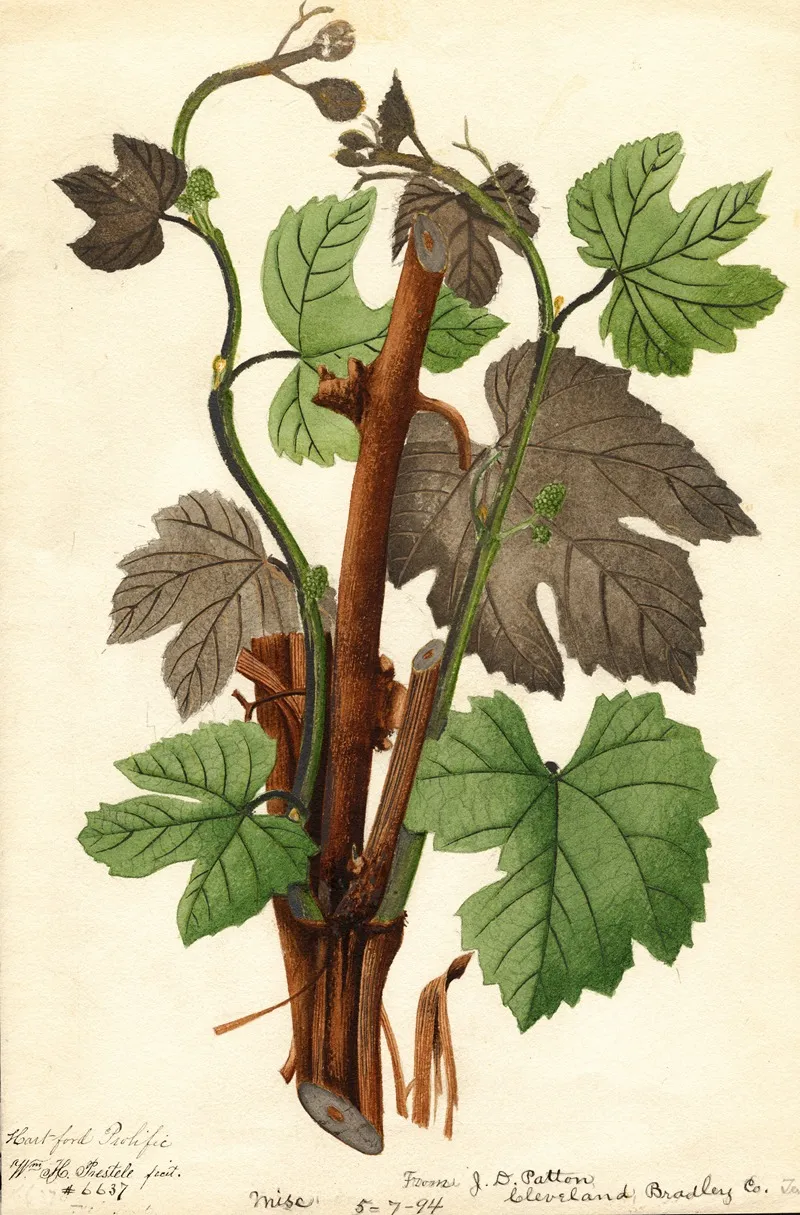 Vitis Hartford Prolific Wall Art by William Henry Prestele - High-Resolution Digital Print
