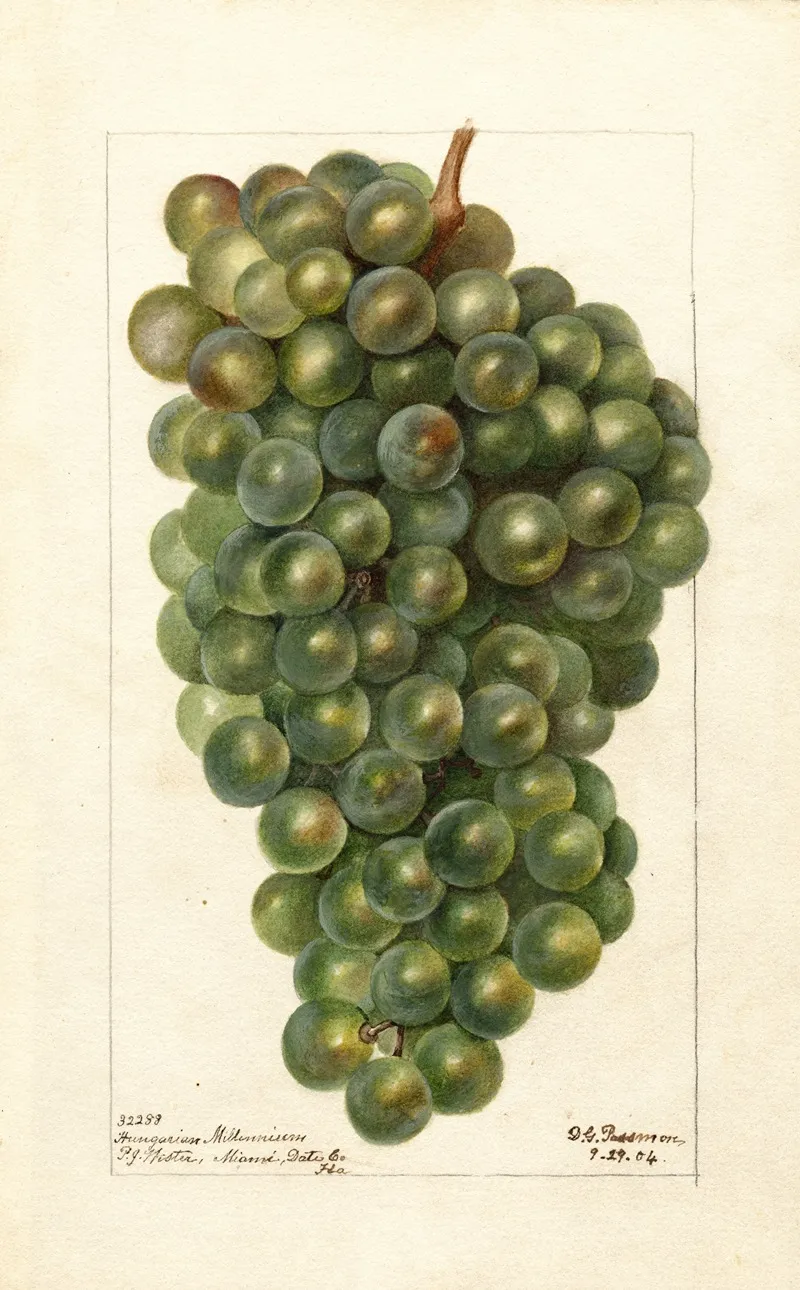 Vitis Hungarian Millenium 2 Wall Art by Deborah Griscom Passmore - High-Resolution Digital Print