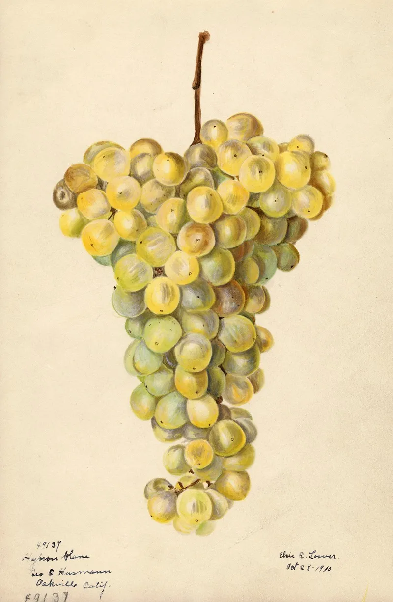 Vitis Hybron Blanc Wall Art by Elsie E. Lower - High-Resolution Digital Print