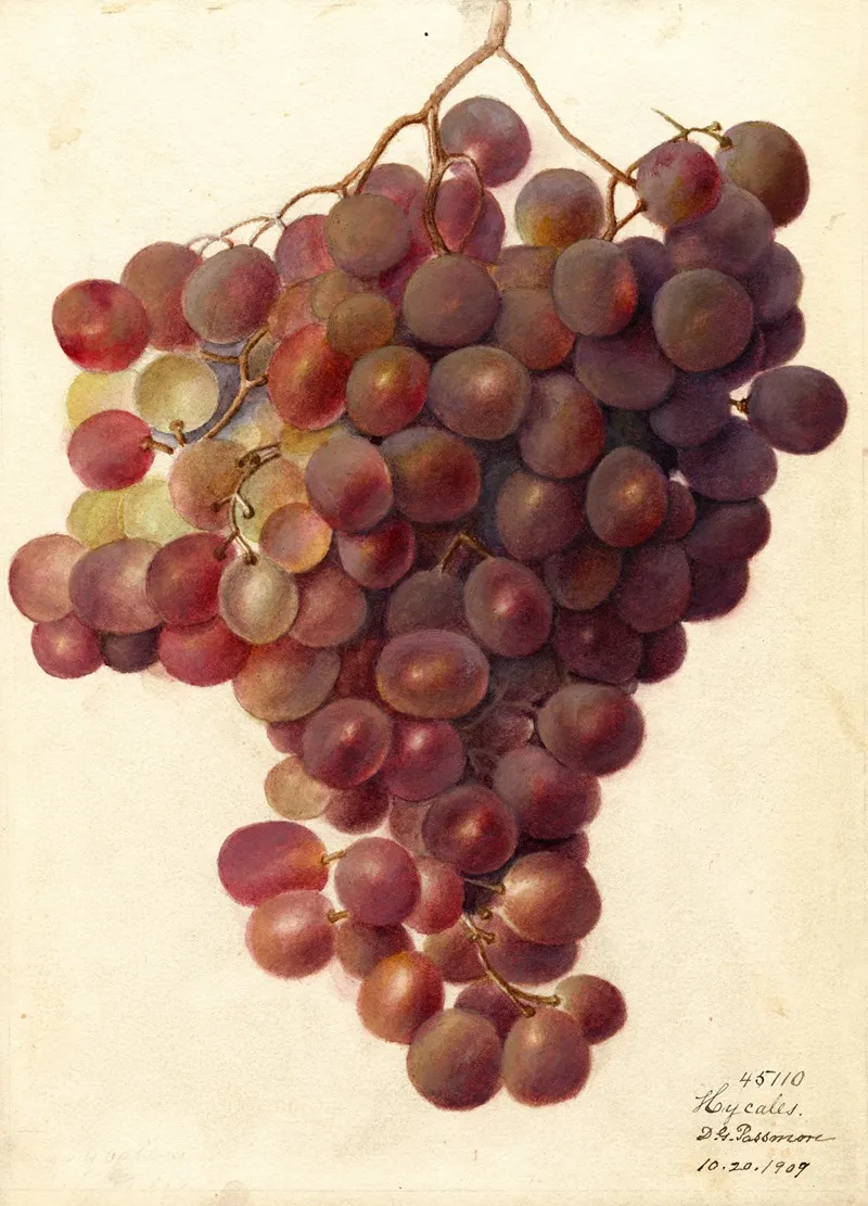 Vitis Hycales 2 Wall Art by Deborah Griscom Passmore - High-Resolution Digital Print