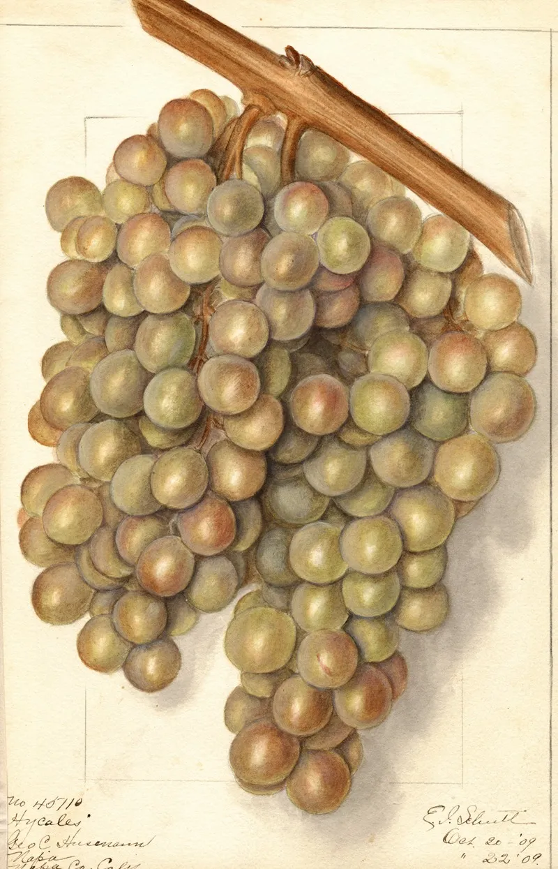 Vitis Hycales Wall Art by Ellen Isham Schutt - High-Resolution Digital Print