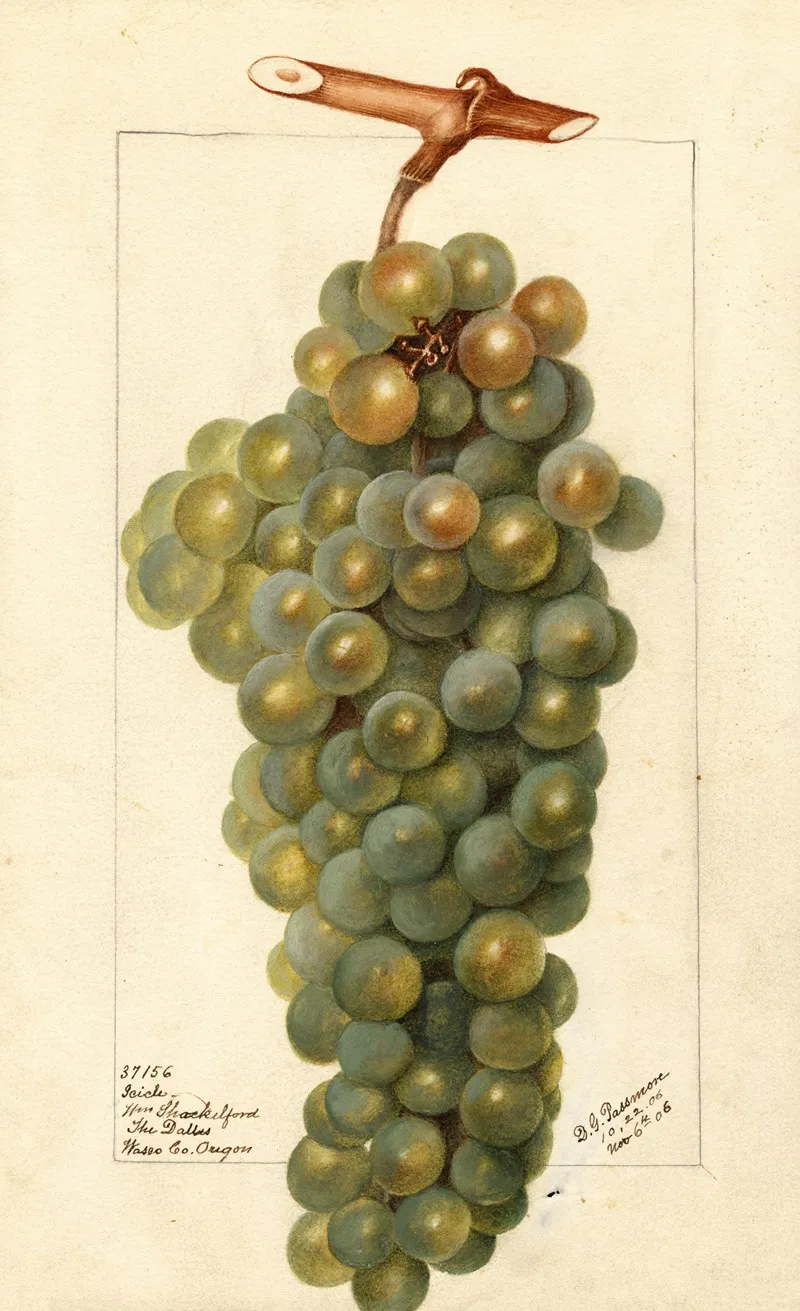 Vitis Icicle Wall Art by Deborah Griscom Passmore - High-Resolution Digital Print
