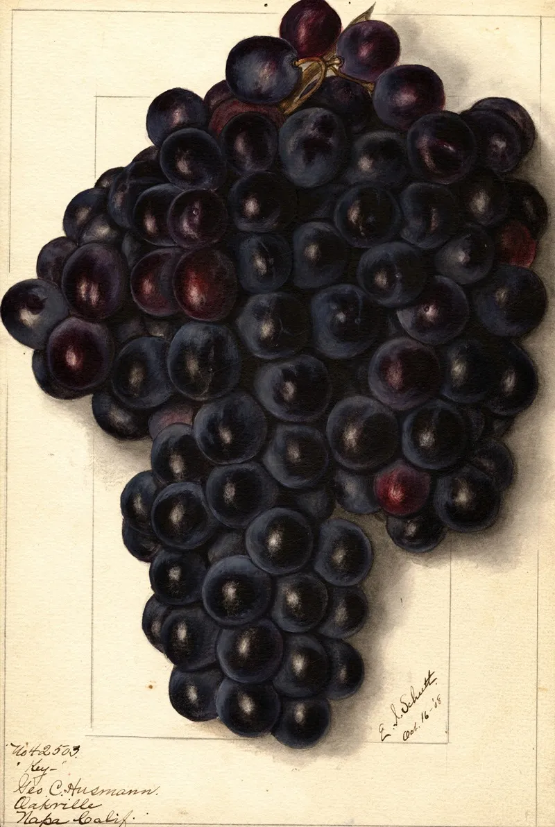 Vitis Key Wall Art by Ellen Isham Schutt - High-Resolution Digital Print