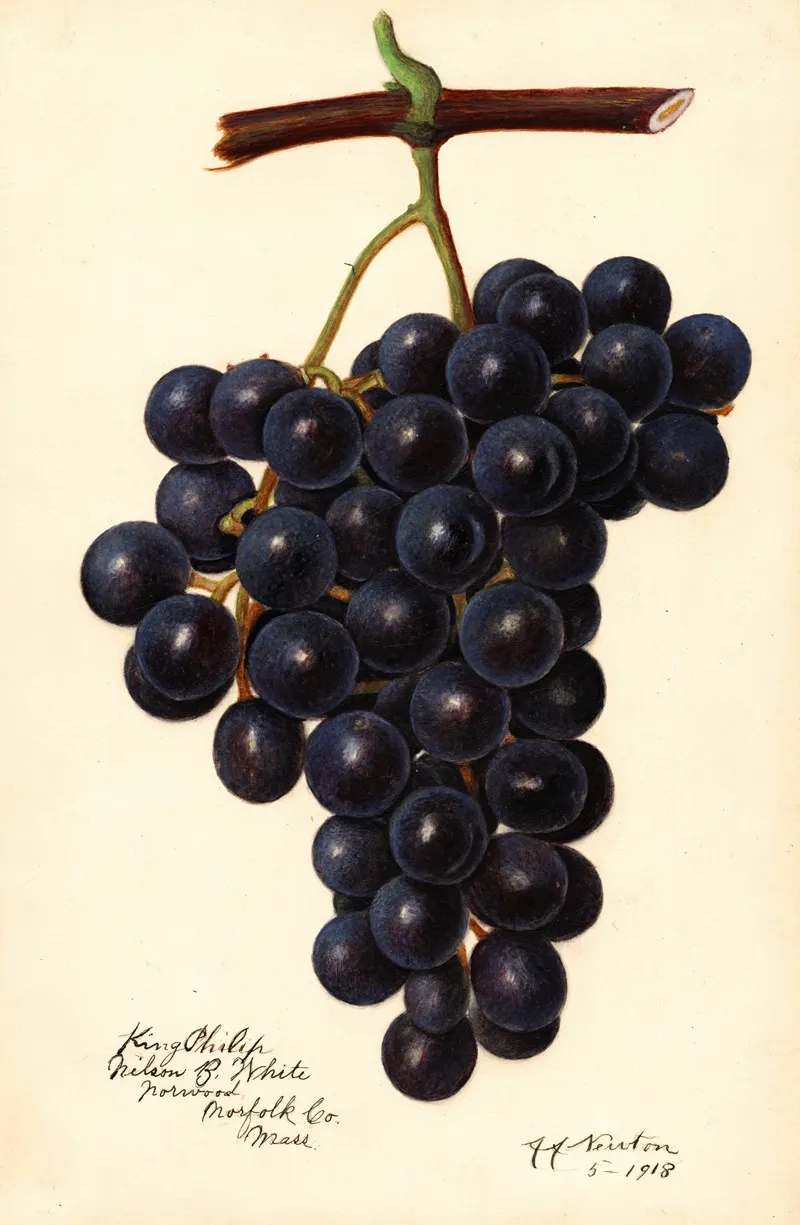 Vitis King Philip Wall Art by Amanda Almira Newton - High-Resolution Digital Print