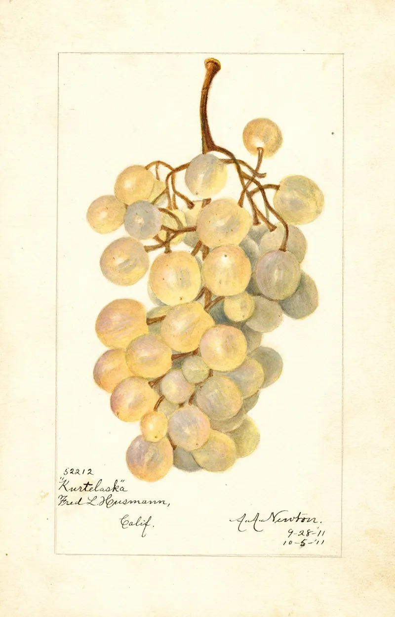 Vitis Kurtelaska Wall Art by Amanda Almira Newton - High-Resolution Digital Print
