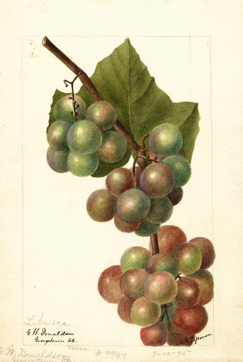 Vitis Labrusca Wall Art by Deborah Griscom Passmore - High-Resolution Digital Print