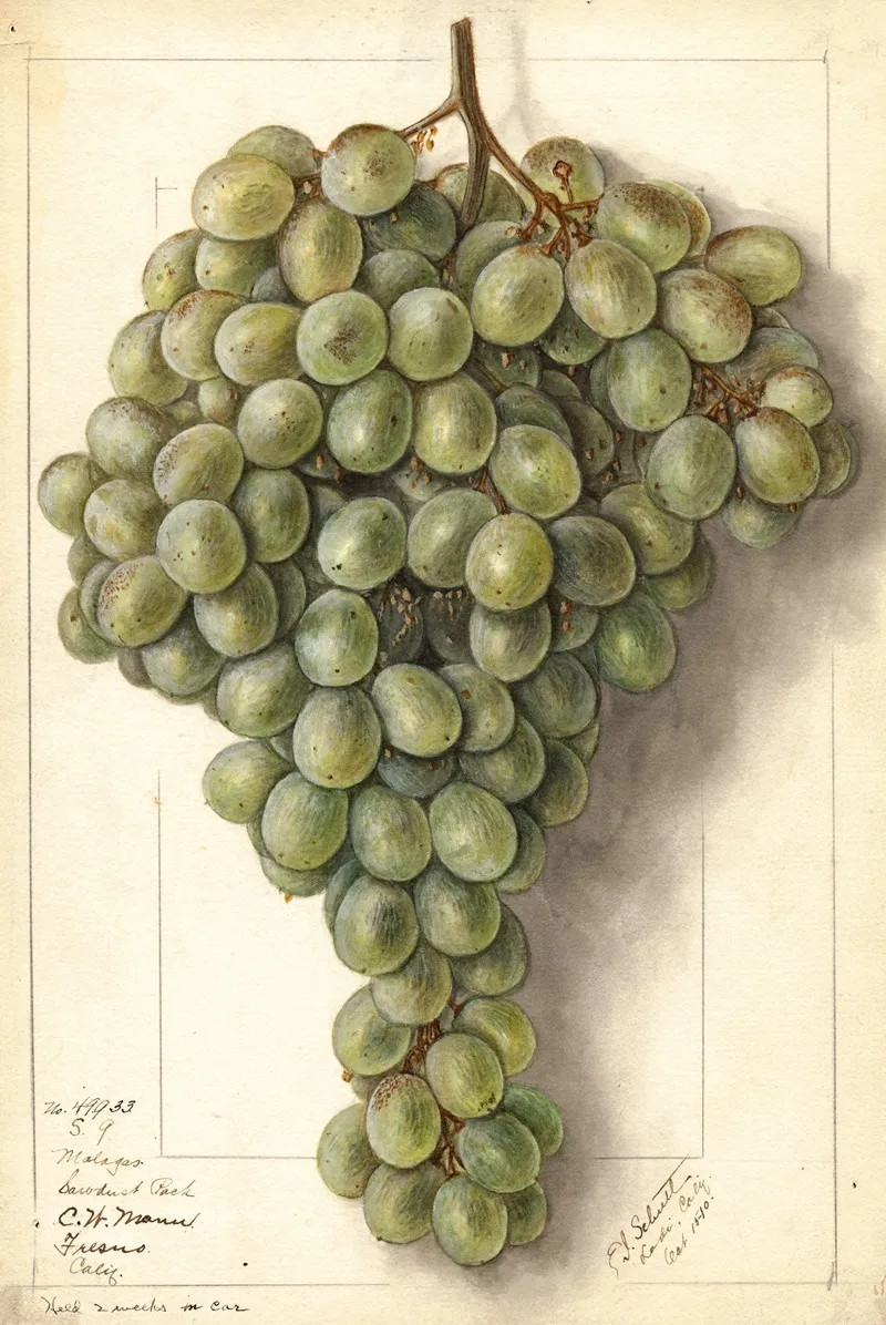Vitis Malaga 2 Wall Art by Ellen Isham Schutt - High-Resolution Digital Print