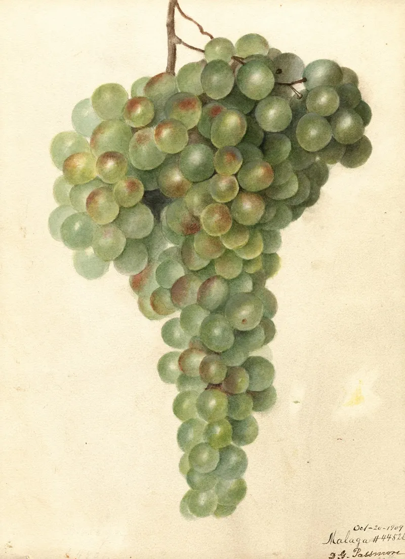 Vitis Malaga Wall Art by Deborah Griscom Passmore - High-Resolution Digital Print