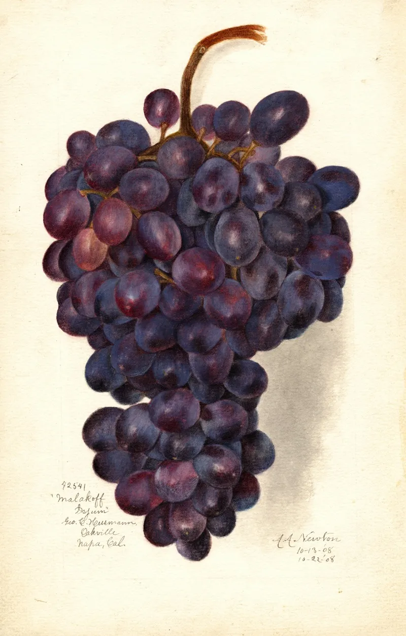 Vitis Malakoff Isjum Wall Art by Amanda Almira Newton - High-Resolution Digital Print