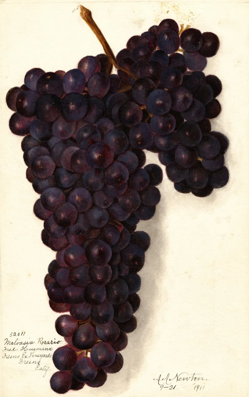 Vitis Malvasia Rosario Wall Art by Amanda Almira Newton - High-Resolution Digital Print
