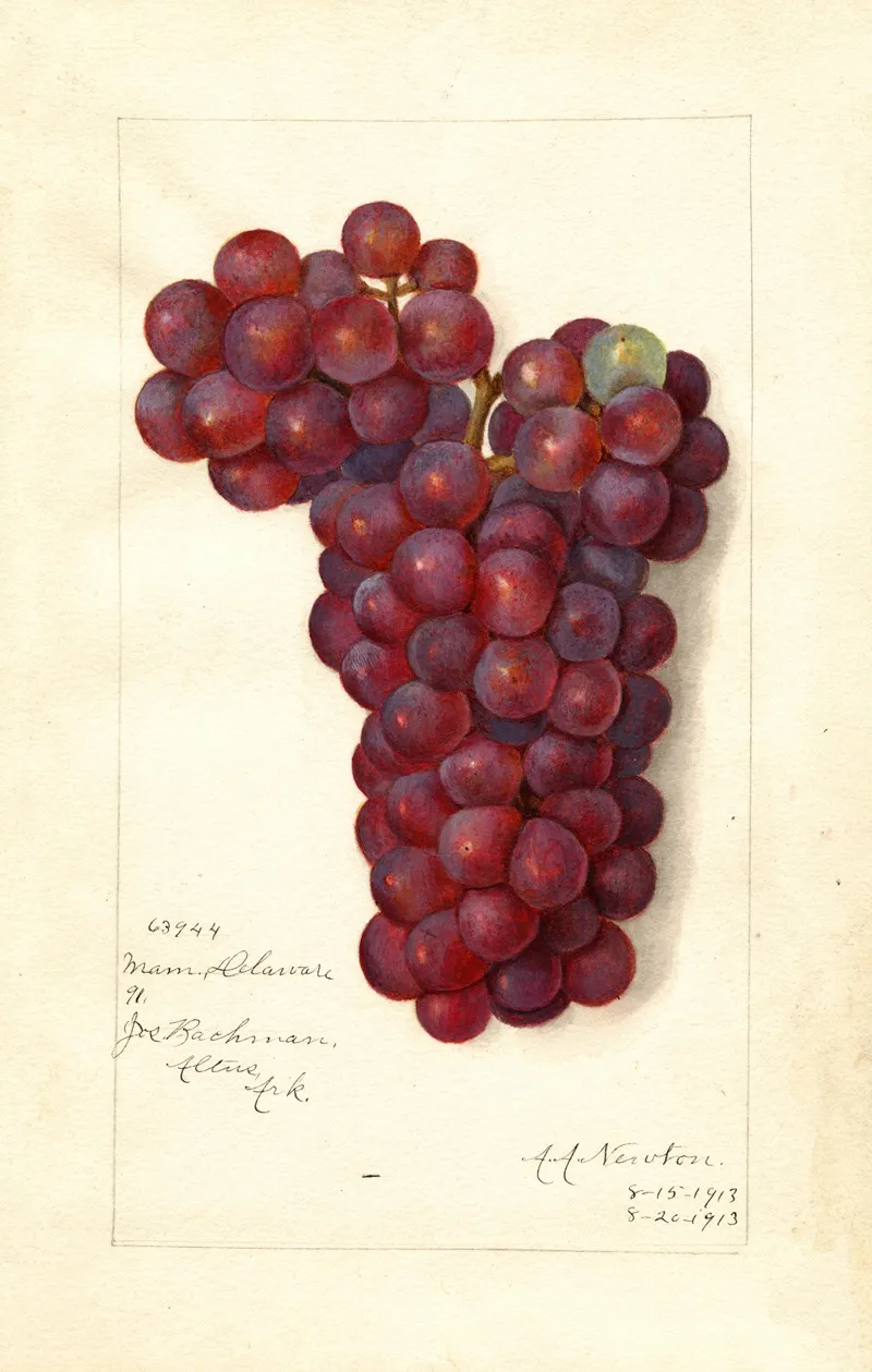 Vitis Mammoth Delaware Wall Art by Amanda Almira Newton - High-Resolution Digital Print