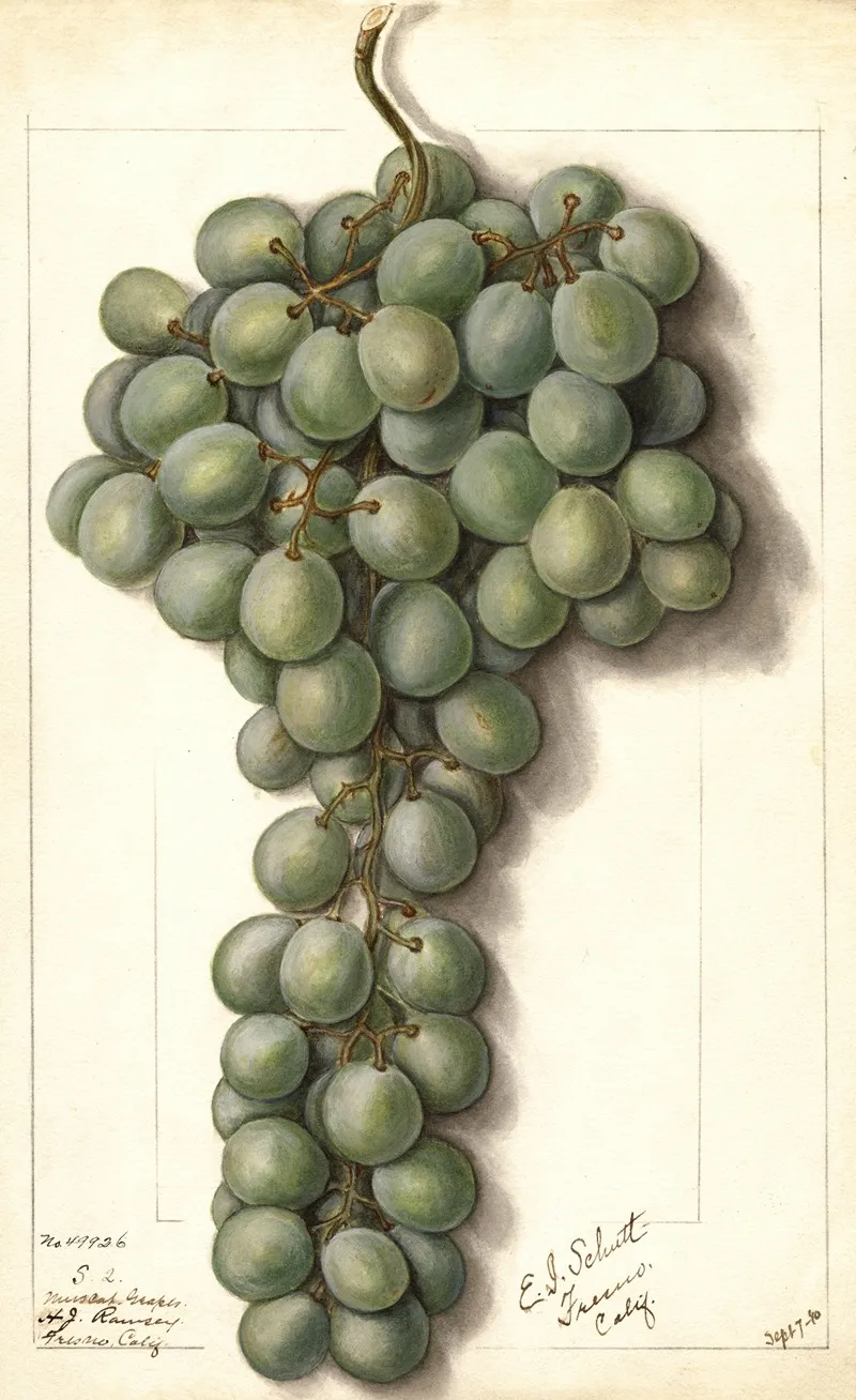 Vitis Mascat Wall Art by Ellen Isham Schutt - High-Resolution Digital Print
