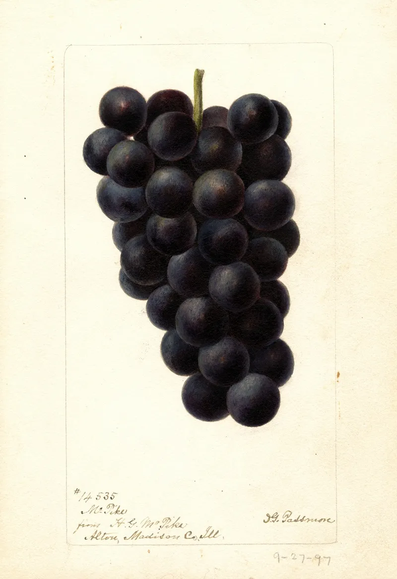 Vitis Mcpike Wall Art by Deborah Griscom Passmore - High-Resolution Digital Print