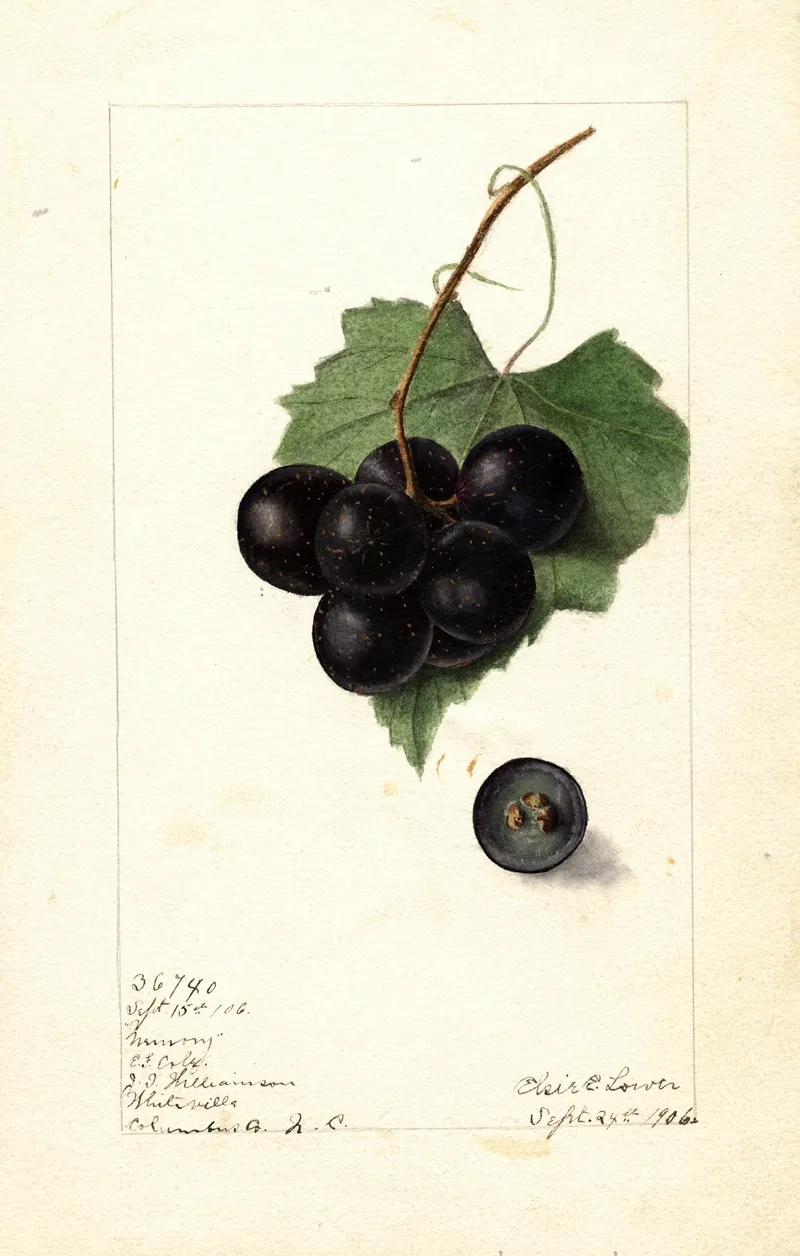 Vitis Memory Wall Art by Elsie E. Lower - High-Resolution Digital Print