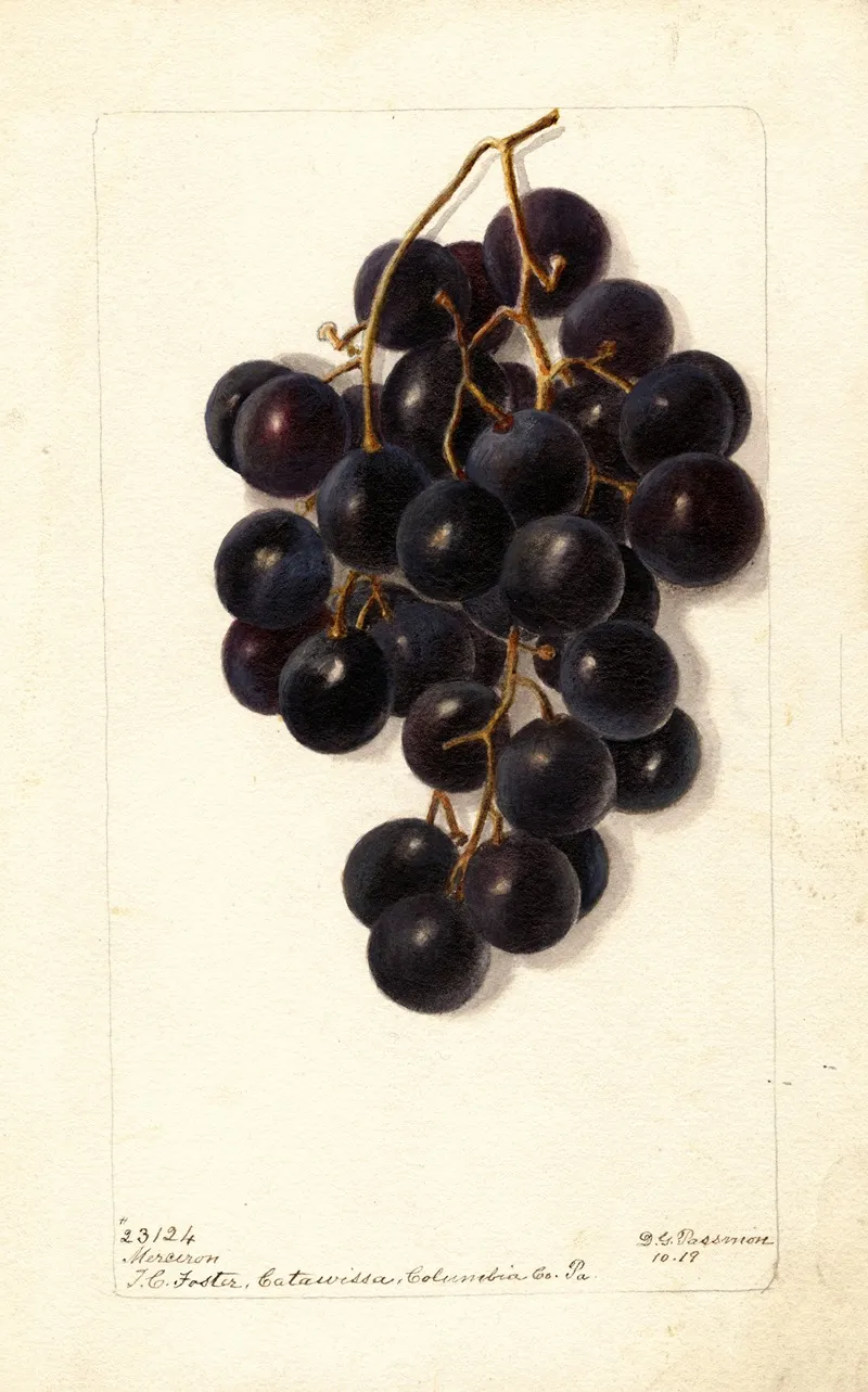 Vitis Merceron Wall Art by Deborah Griscom Passmore - High-Resolution Digital Print