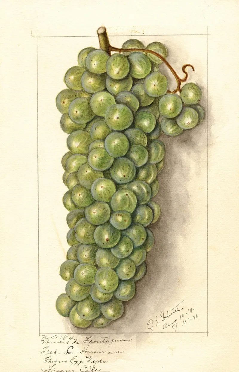 Vitis Muscat De Frontignan Wall Art by Ellen Isham Schutt - High-Resolution Digital Print