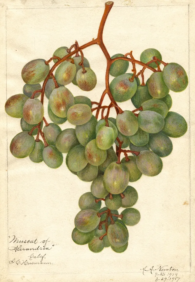 Vitis Muscat Of Alexandria Wall Art by Amanda Almira Newton - High-Resolution Digital Print