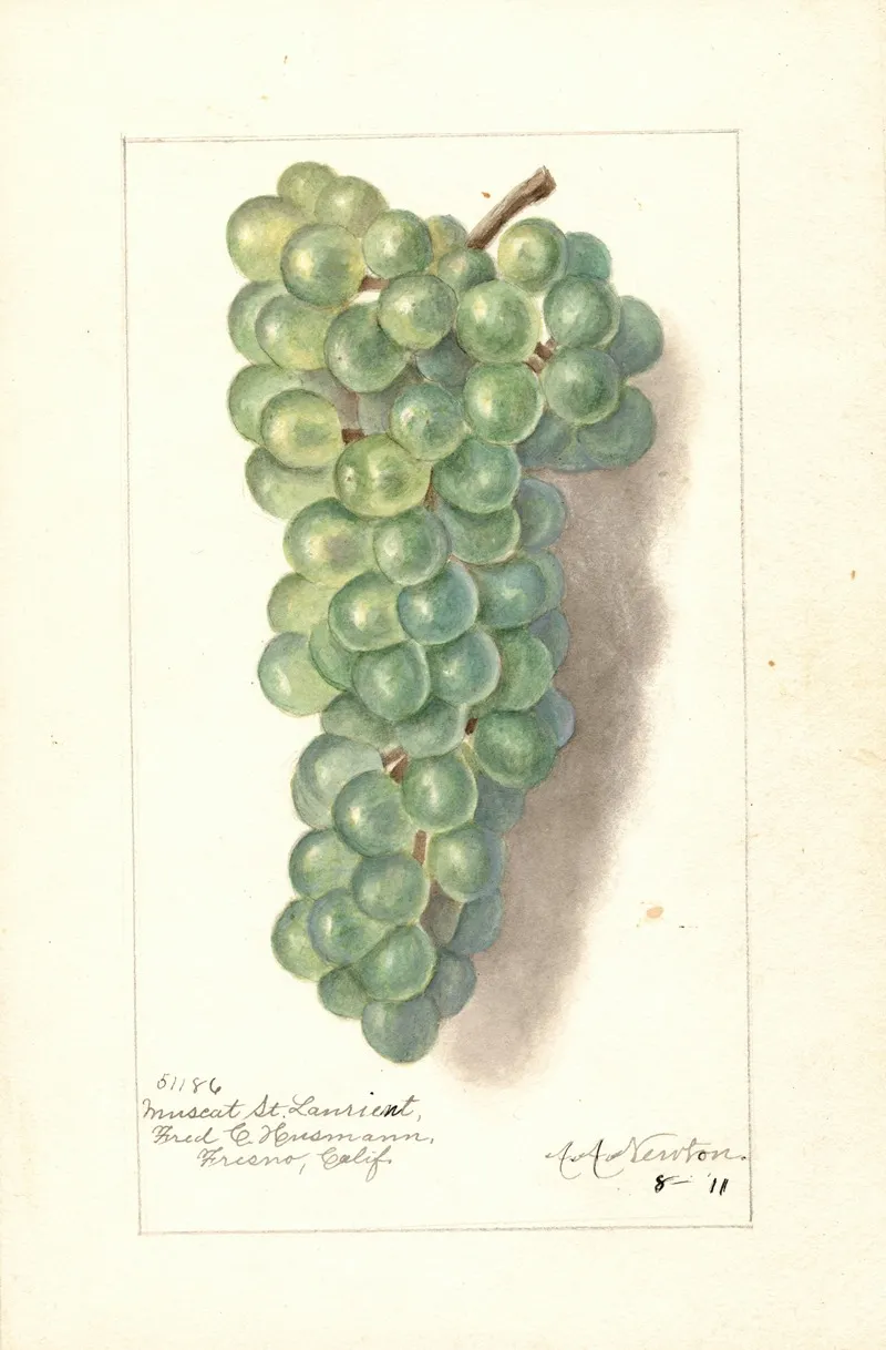 Vitis Muscat St Wall Art by Amanda Almira Newton - High-Resolution Digital Print