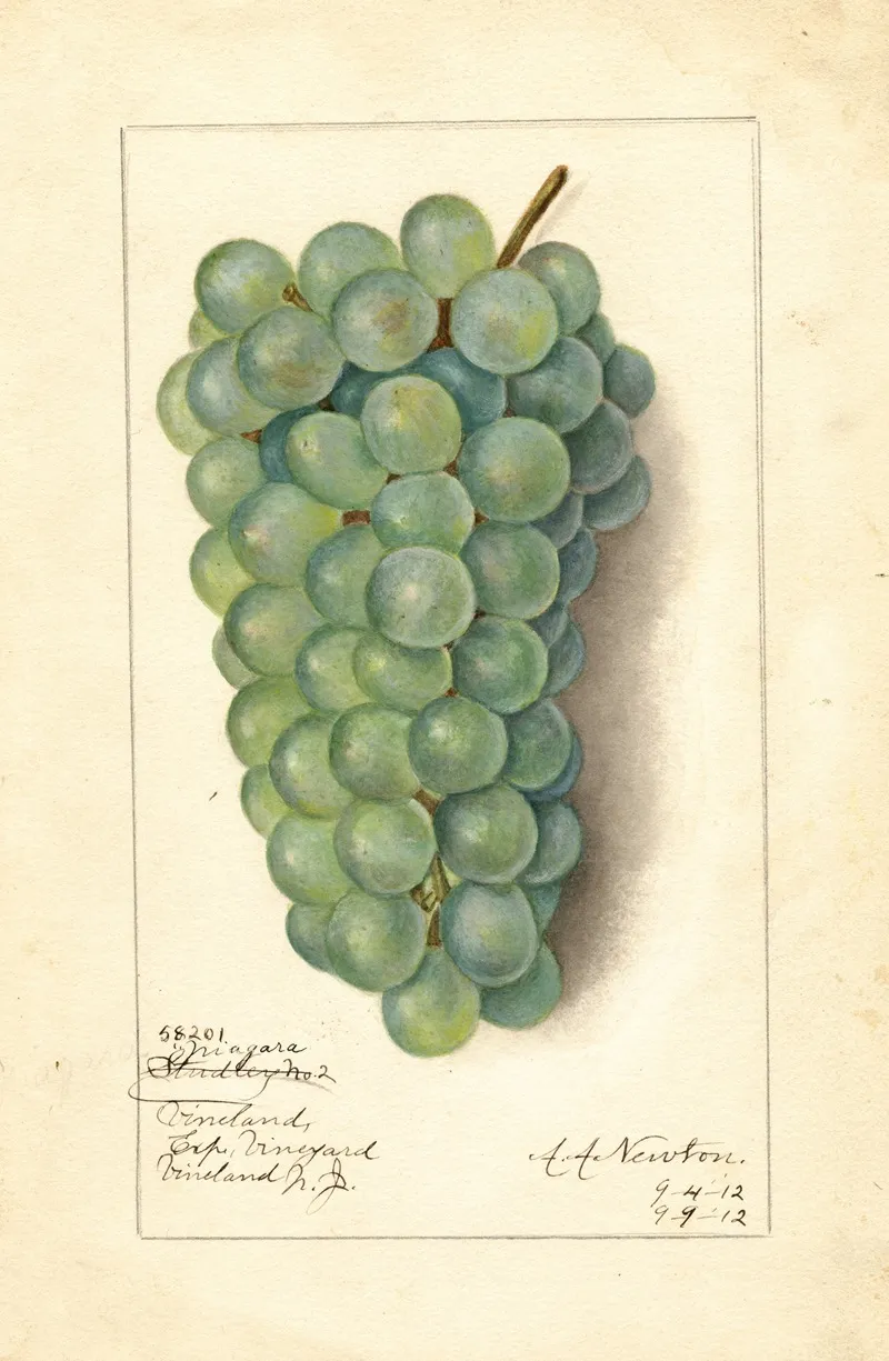 Vitis Niagara Wall Art by Amanda Almira Newton - High-Resolution Digital Print