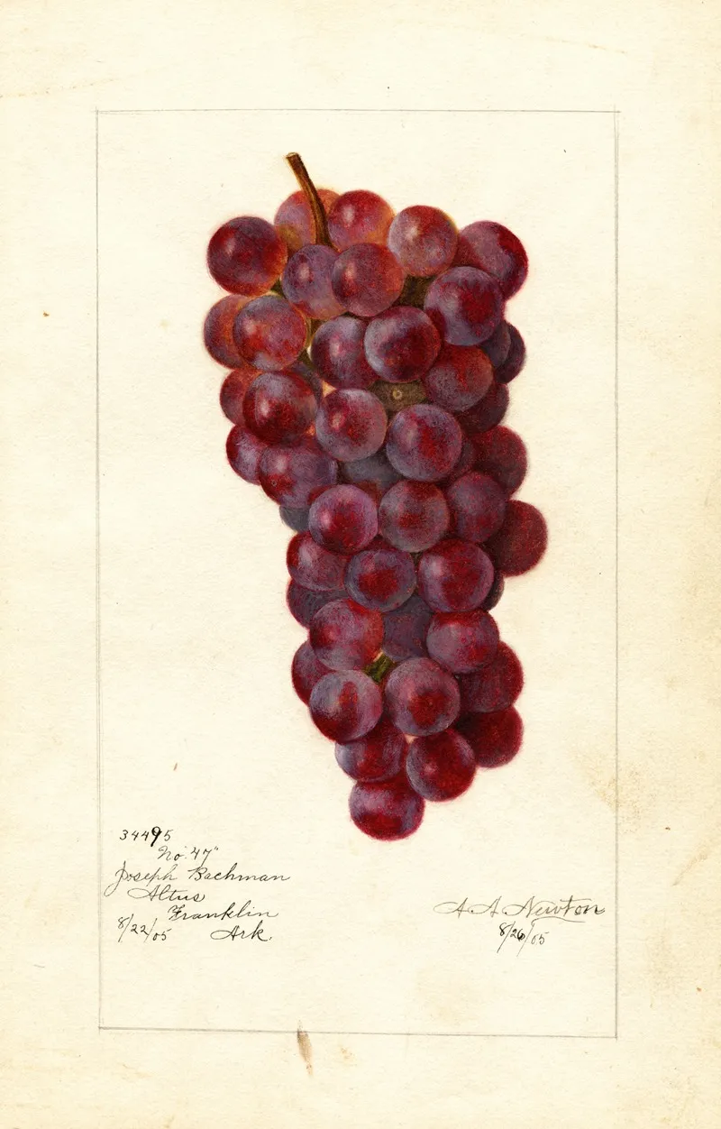 Vitis No 3 Wall Art by Amanda Almira Newton - High-Resolution Digital Print