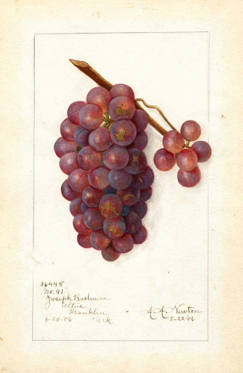 Vitis No 4 Wall Art by Amanda Almira Newton - High-Resolution Digital Print