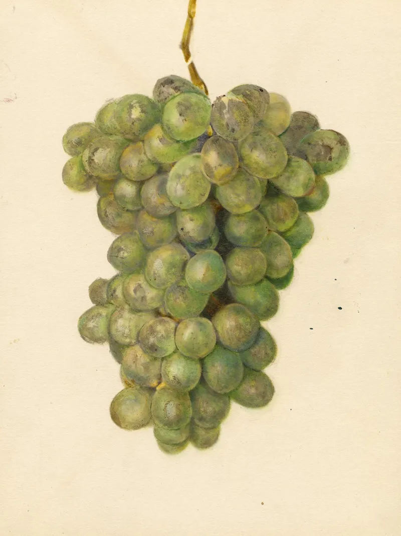 Vitis Ontario Wall Art by Amanda Almira Newton - High-Resolution Digital Print