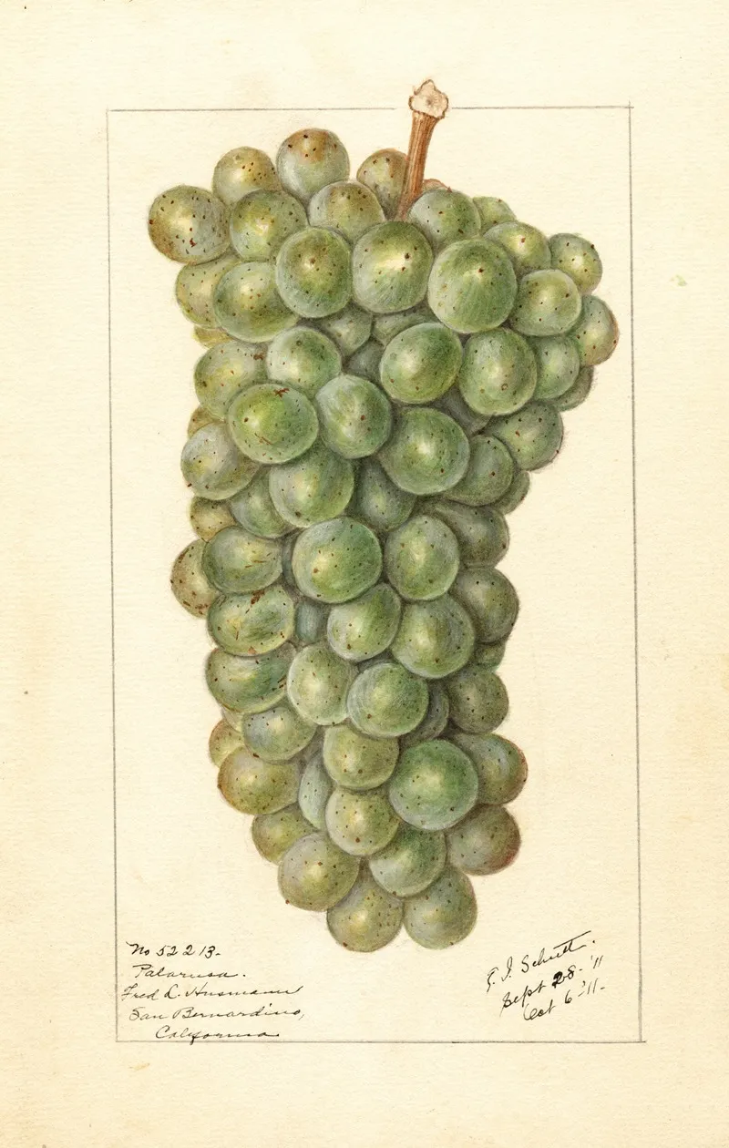 Vitis Palarusa Wall Art by Ellen Isham Schutt - High-Resolution Digital Print