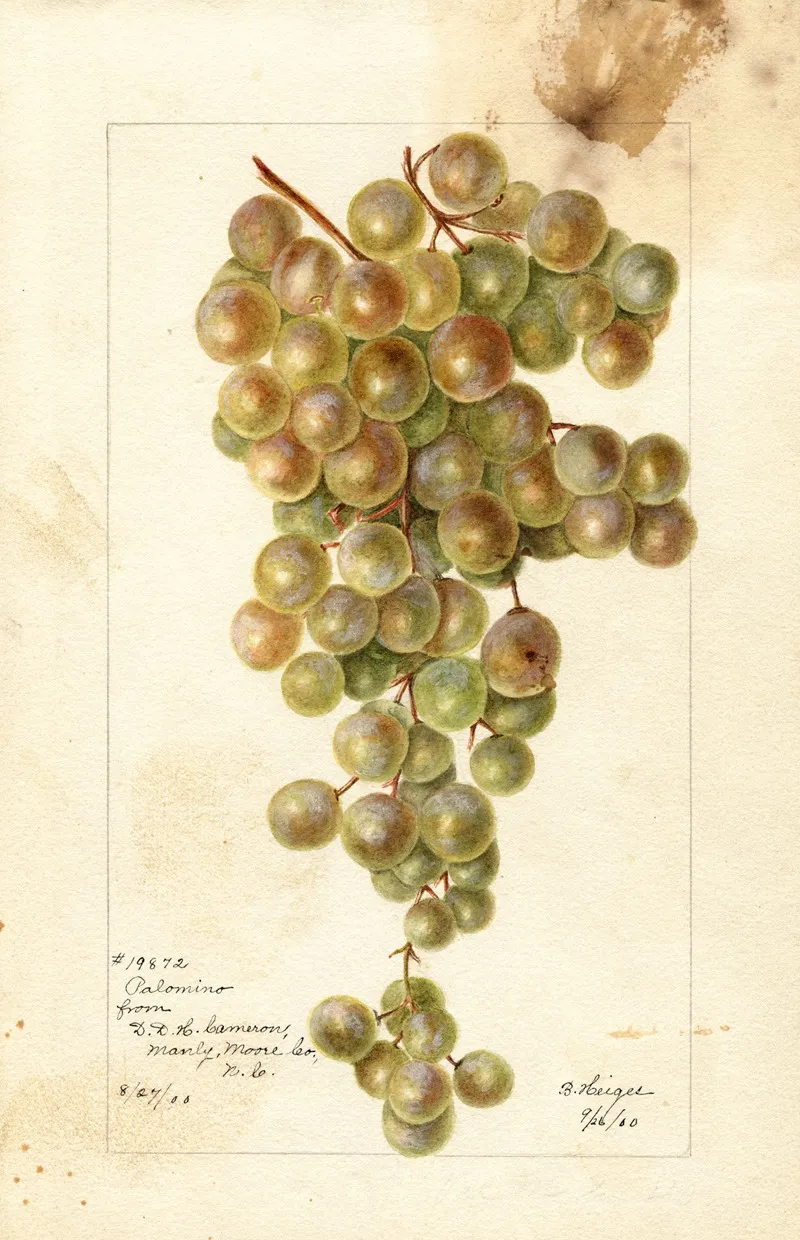 Vitis Palomino Wall Art by Bertha Heiges - High-Resolution Digital Print