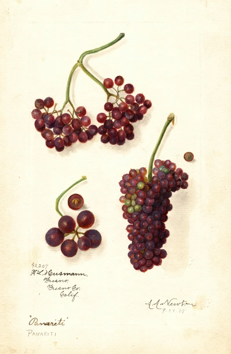 Vitis Panariti Wall Art by Amanda Almira Newton - High-Resolution Digital Print
