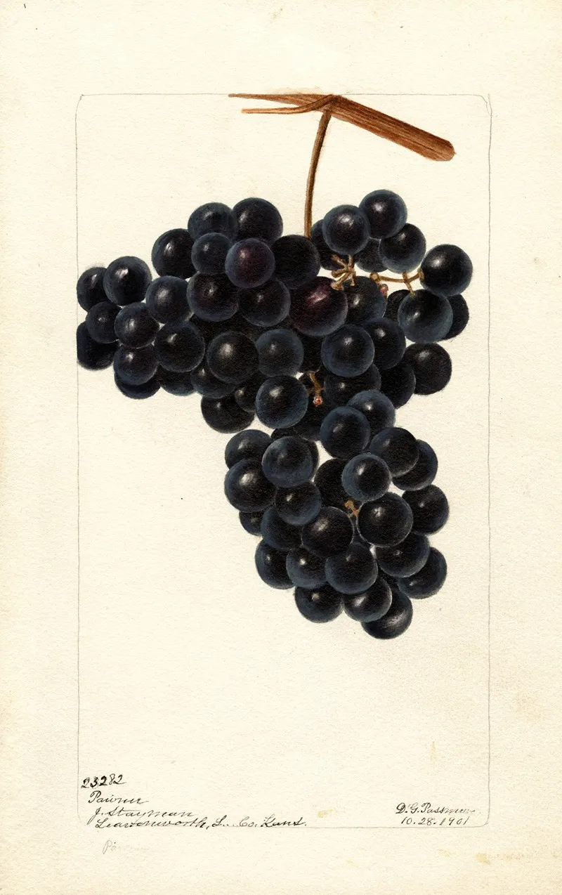 Vitis Pawvur Wall Art by Deborah Griscom Passmore - High-Resolution Digital Print