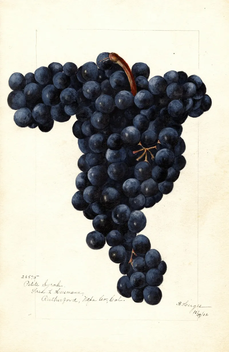 Vitis Petite Syrah Wall Art by Bertha Heiges - High-Resolution Digital Print
