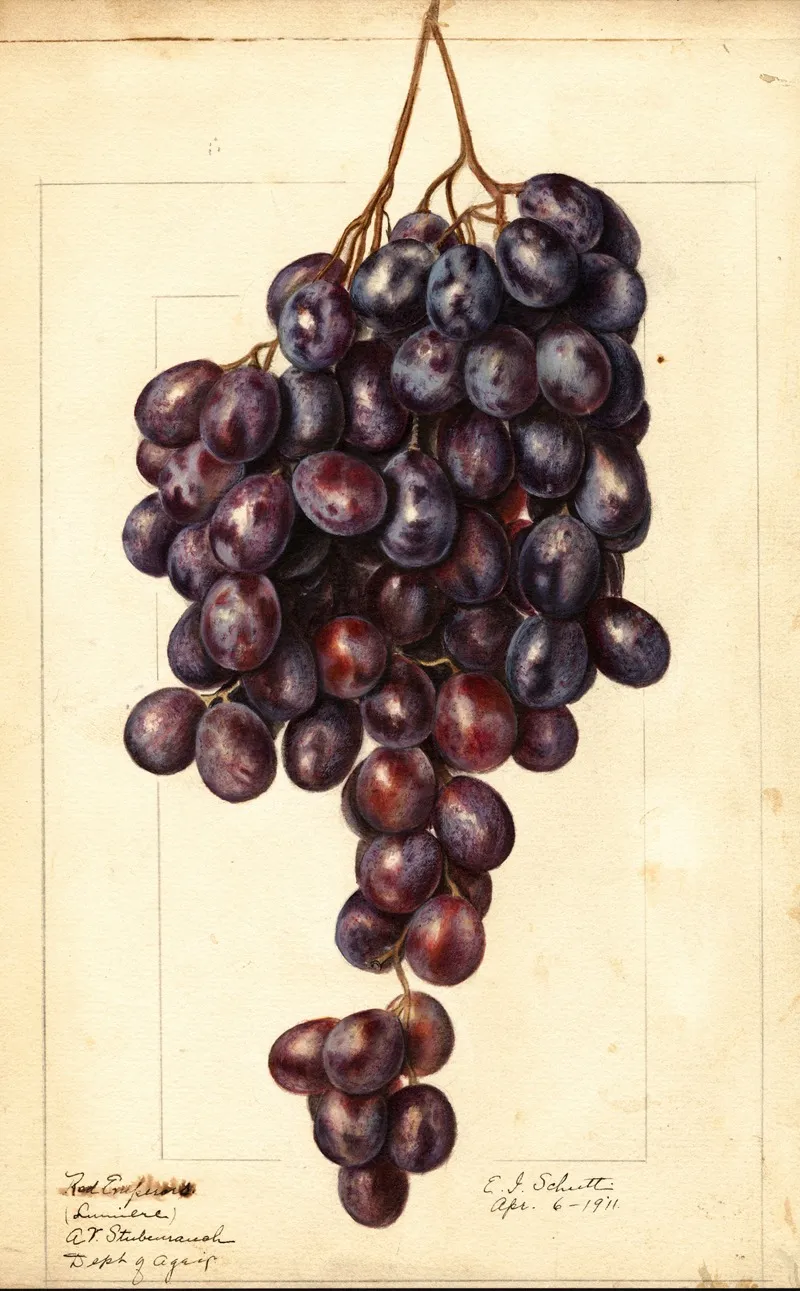 Vitis Red Emperor Wall Art by Ellen Isham Schutt - High-Resolution Digital Print