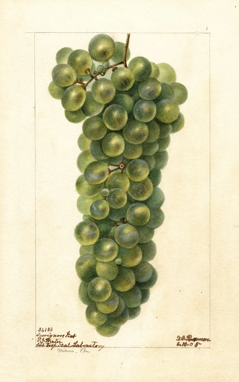 Vitis Sawignon Vert Wall Art by Deborah Griscom Passmore - High-Resolution Digital Print