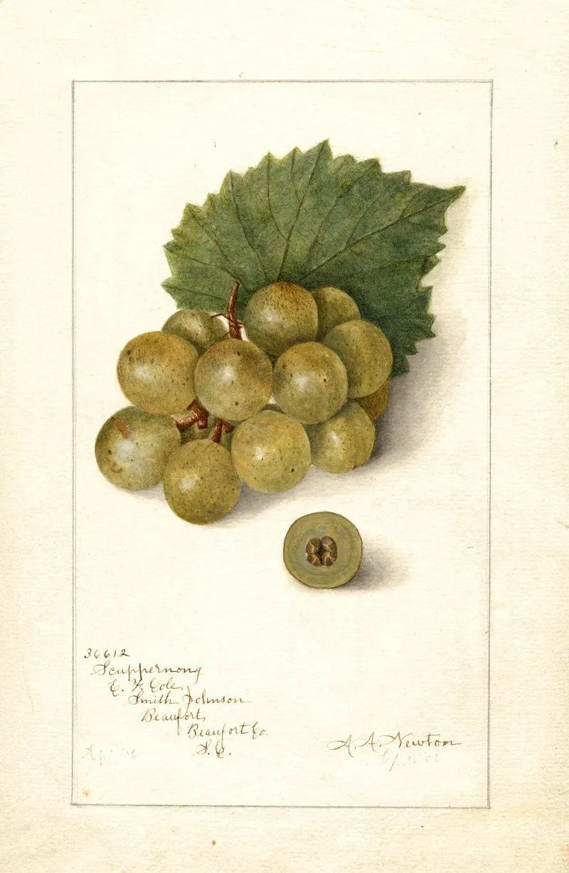 Vitis Scuppernong 2 Wall Art by Amanda Almira Newton - High-Resolution Digital Print