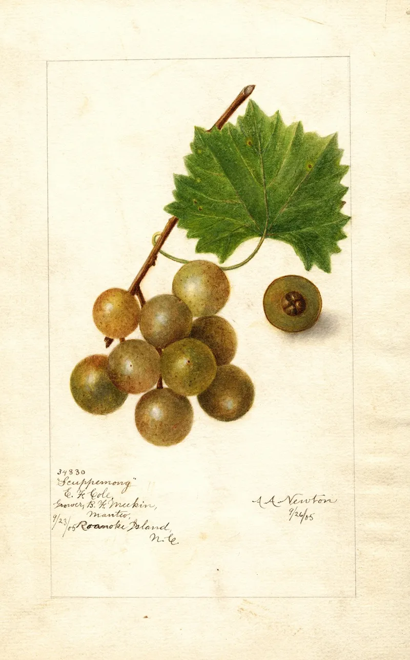 Vitis Scuppernong Wall Art by Amanda Almira Newton - High-Resolution Digital Print