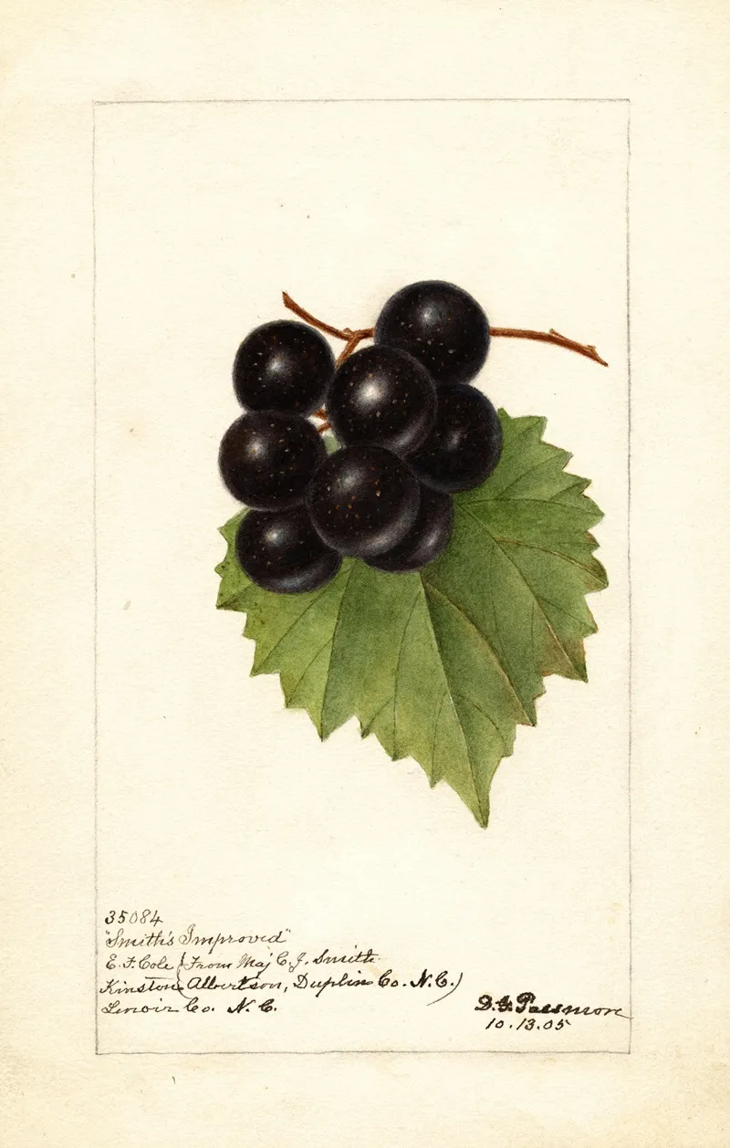 Vitis Smiths Improved Wall Art by Deborah Griscom Passmore - High-Resolution Digital Print