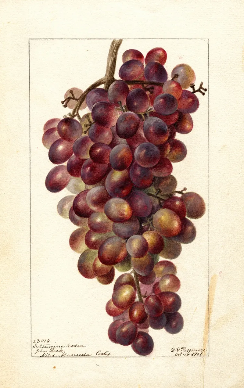 Vitis Sultanina Rosea Wall Art by Deborah Griscom Passmore - High-Resolution Digital Print