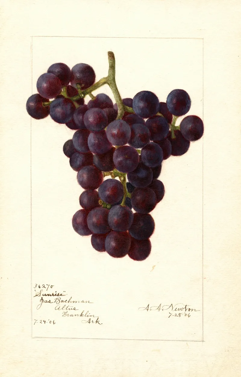 Vitis Sunrise Wall Art by Amanda Almira Newton - High-Resolution Digital Print